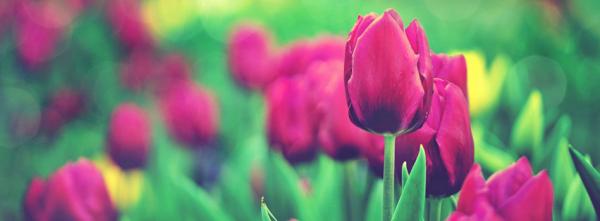 Tulip Garden