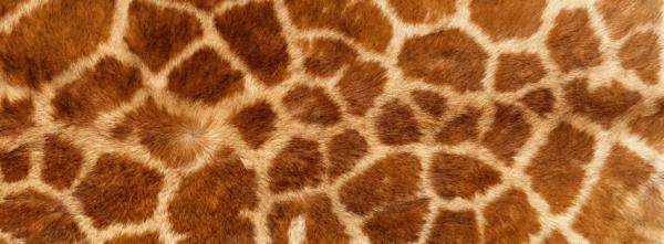 Giraffe Skin Texture