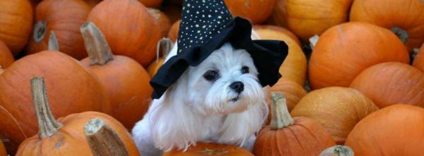 Puppy on Pumpkins