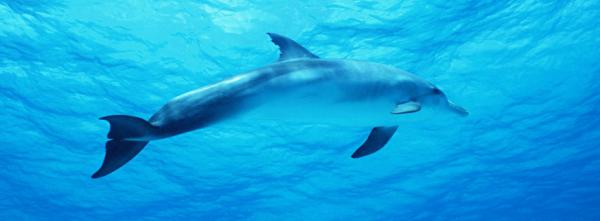 Dolphin in the deep blue Ocean