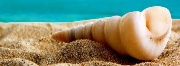 Seashell on the Beach