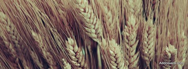 Field of Spikelets