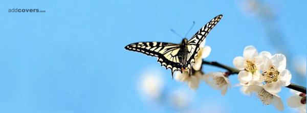 Buttefly & White Flower