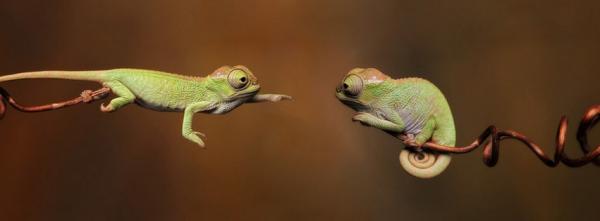 Baby Chameleons