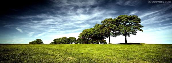 Trees in Field