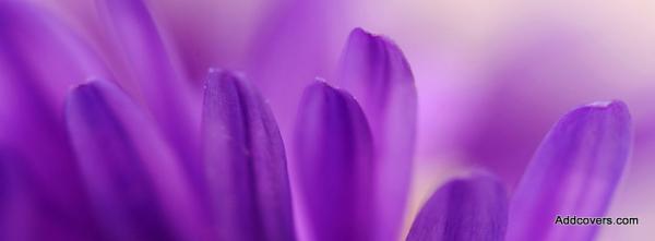 Purple Aster