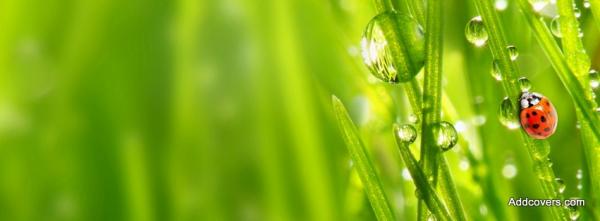 Ladybugs on Wet Grass