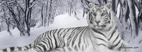 White Tiger