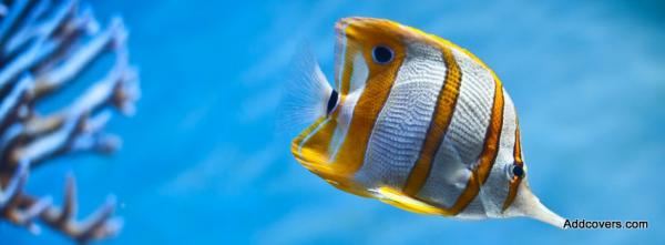 Copperband Butterflyfish