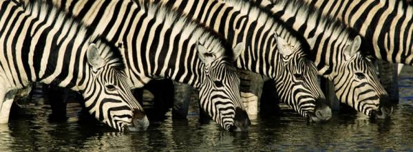 Zebras