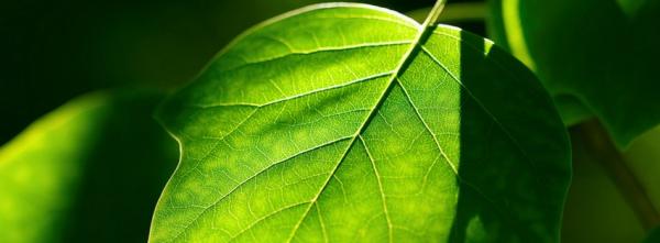 Green Leaves