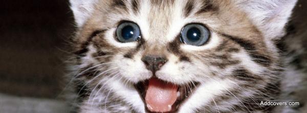 Smiling Kitten