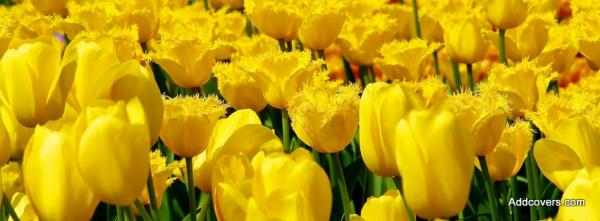 Yellow Tulips