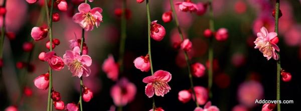 Pink Blossom