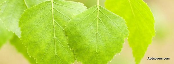 Green Birch Leaves