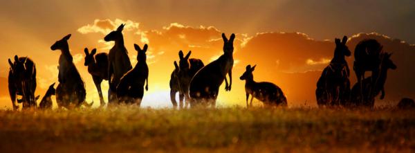 Kangaroos