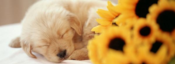 Cute Sleeping Puppy