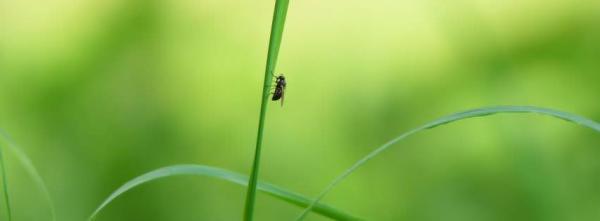 Fly on the Grass