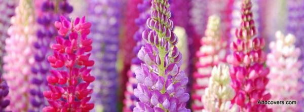 Pink Lupin Flowers